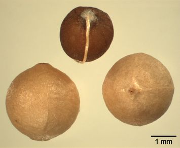 Vorschaubild Abessinischer Meerkohl